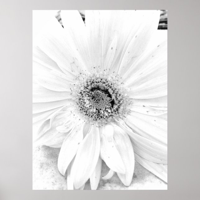 Affiches Gerber Daisy Upclose (Devant)