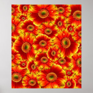 Affiches Gerbera Daisies