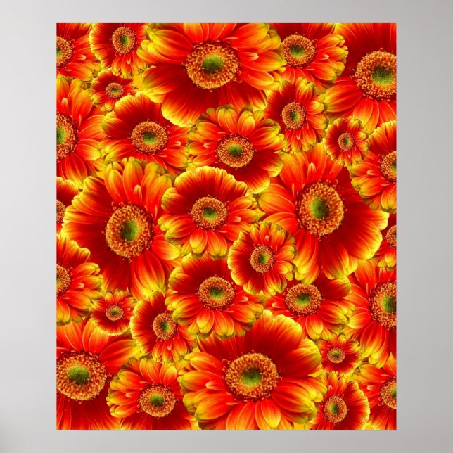 Affiches Gerbera Daisies (Devant)