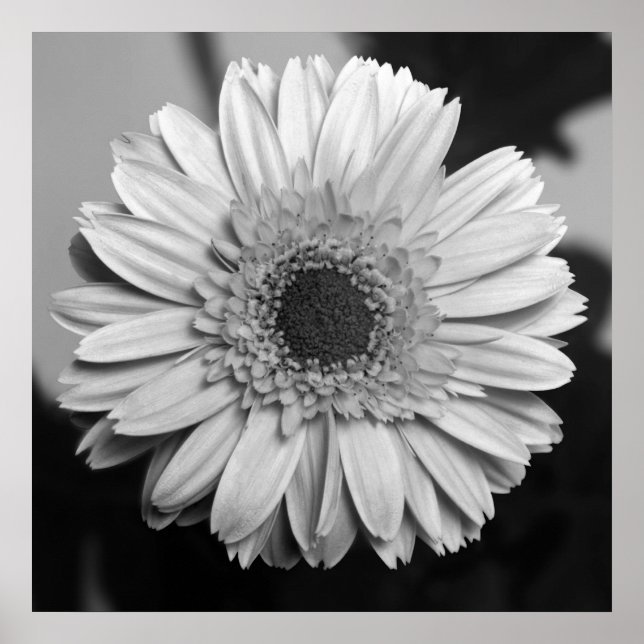 Affiches Gerbera Daisy (Devant)
