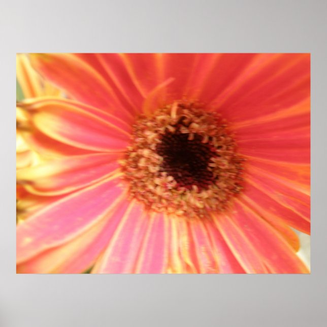 Affiches Gerbera Daisy (Devant)