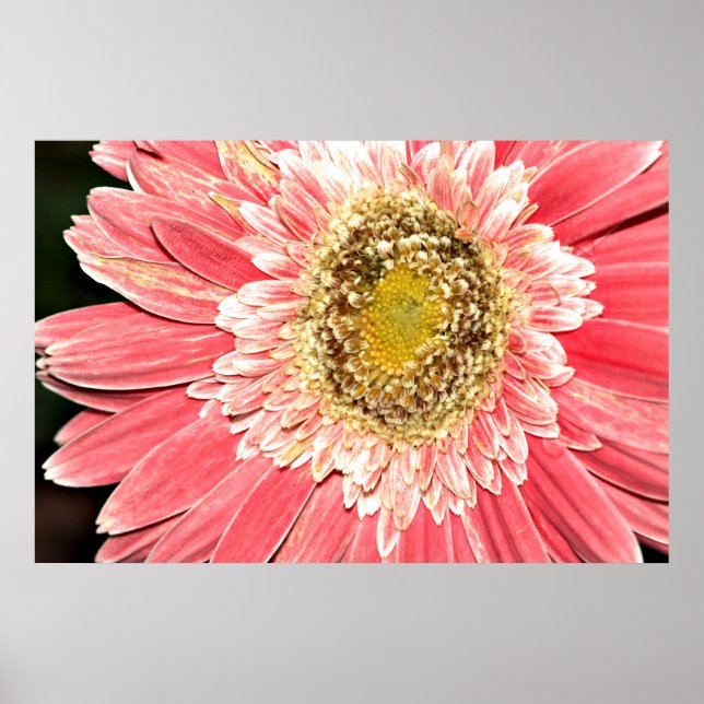 Affiches Gerbera Daisy Poster, Version B (Devant)