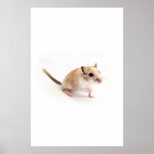 Affiches Gerbil Cute Bébé Animal Animaux Animaux Animaux Ge (Devant)