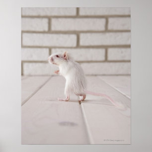 Affiches Gerbil standing