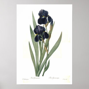 Affiches Germanica d'iris