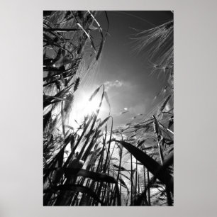 Affiches Getreide Schwarz Weiß