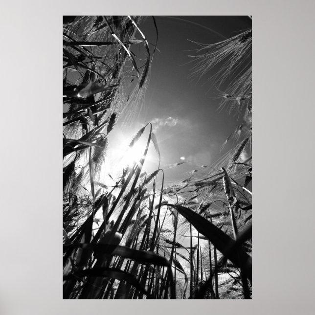 Affiches Getreide Schwarz Weiß (Devant)