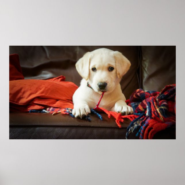 Affiches Getty Images | Puppy On A Sofa (Devant)