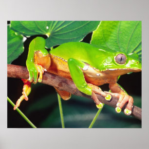 Affiches Giant Bicolor Monkey Treefrog, Phyllomedusa