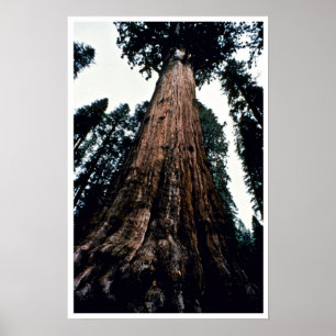 Affiches Giant Trees - Sequoia National Park