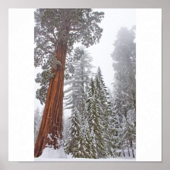 Affiches Giants II (Devant)