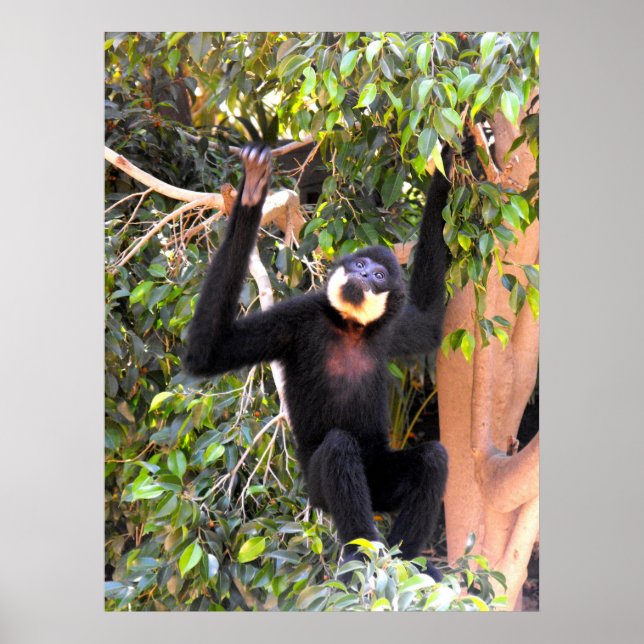 Affiches Gibbon à joues à mâle (Devant)