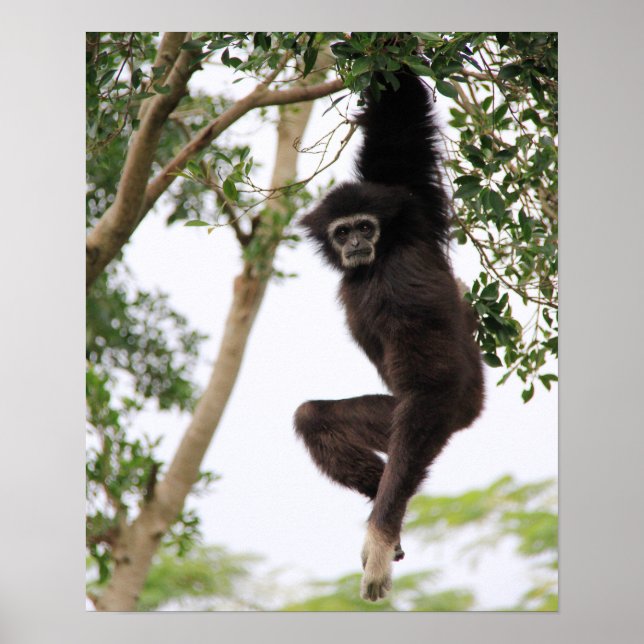 Affiches Gibbon Swing from Tree (Devant)