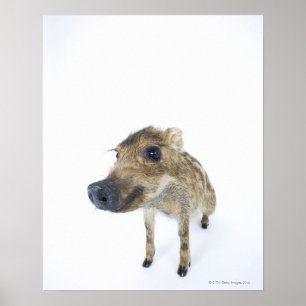 Affiches gibier sauvage