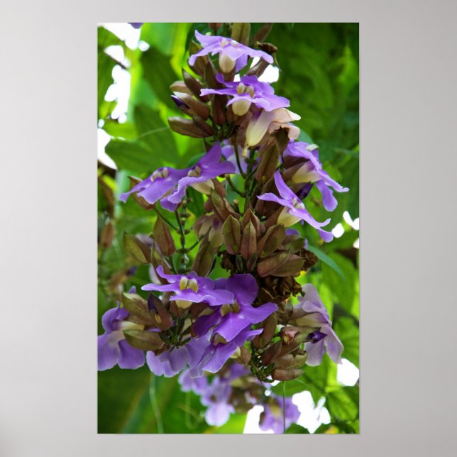 Affiches Gingembre bleu (Devant)