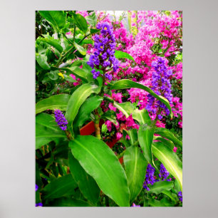 Affiches Gingembre bleu et Bougainvilliers
