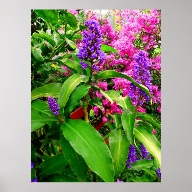 Affiches Gingembre bleu et Bougainvilliers (Devant)