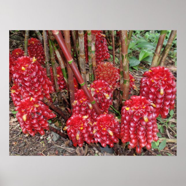 Affiches Gingembre de cire indonésien (Devant)