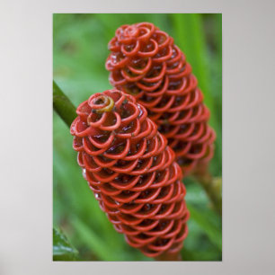 Affiches Gingembre rucher, Zingiber spectabile),
