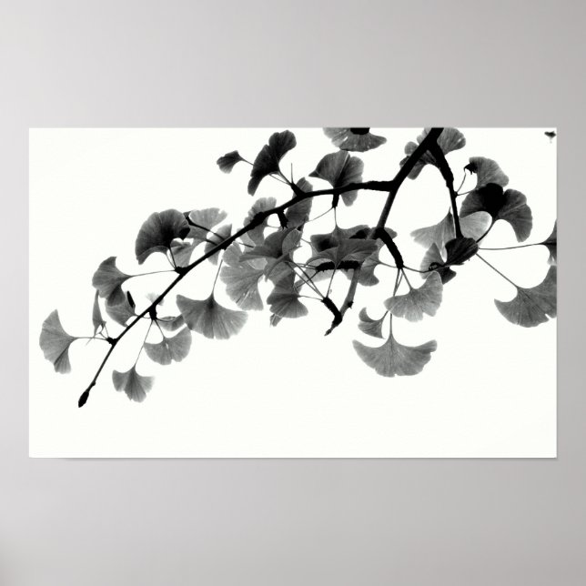 Affiches Gingko Biloba Feuillage en noir et blanc (Devant)