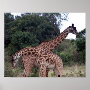 Affiches girafe croisée