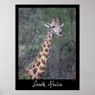Affiches Girafe de l'Afrique du Sud