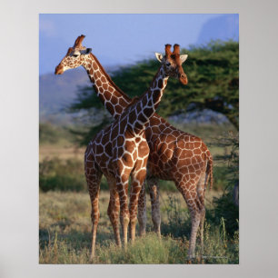 Affiches Girafe réticulée 2