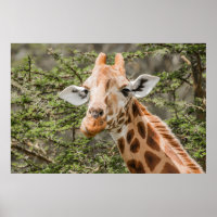 Girafe se nourrit de branches d'Acacia