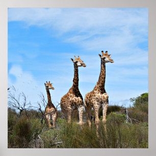 Affiches Girafes dans la quiétude vers le ciel