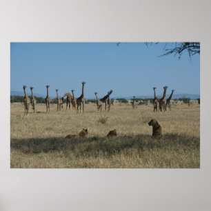 Affiches Girafes et lions