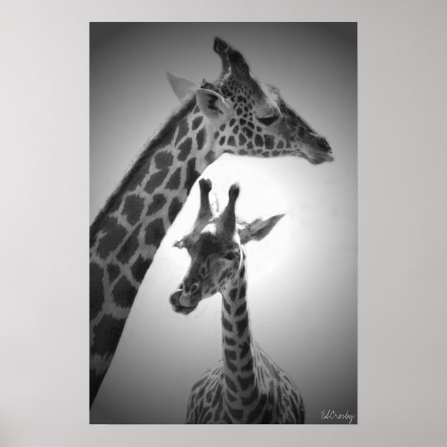 Affiches girafes, mère et enfant (Devant)
