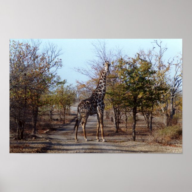 Affiches Giraffe (Devant)