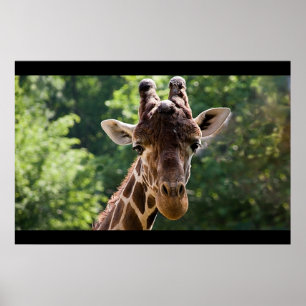Affiches Giraffe