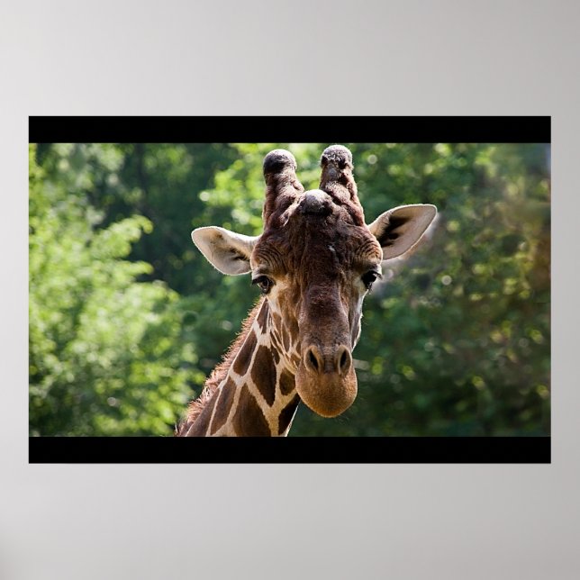 Affiches Giraffe (Devant)