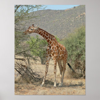 Affiches Giraffe