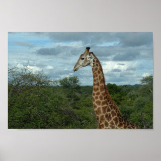 Affiches Giraffe à Dusk