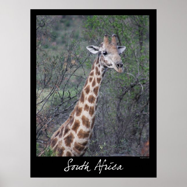 Affiches Giraffe Afrique du Sud (Devant)