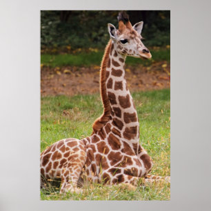Affiches Giraffe Animaux de la faune