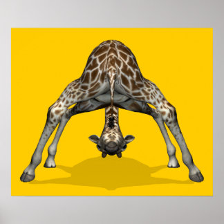 Affiches Giraffe gymnastique