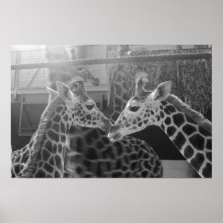 Affiches Giraffe Love