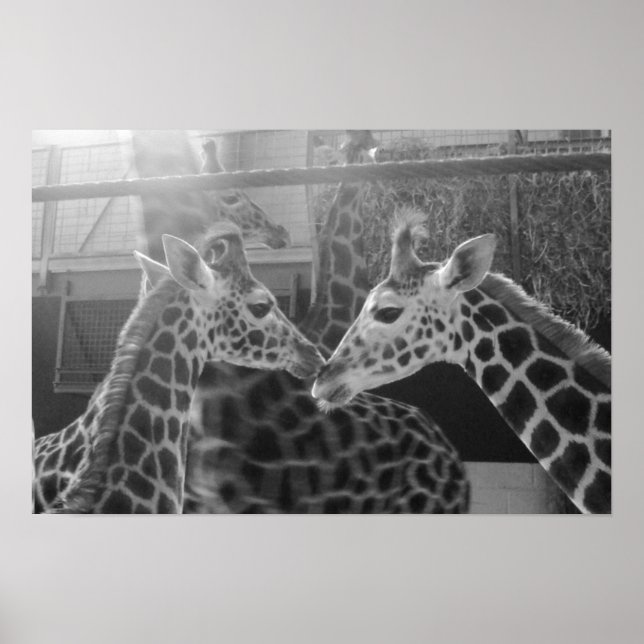 Affiches Giraffe Love (Devant)