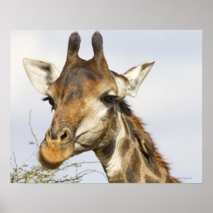 Affiches Giraffe, Parc national de Kruger, Afrique du Sud