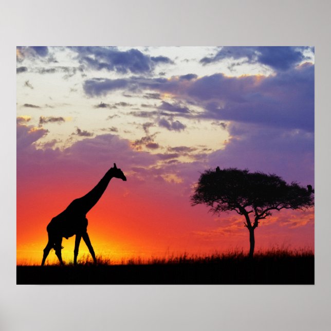 Affiches Giraffe silhouette au lever du soleil, Giraffa (Devant)
