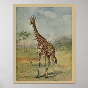 Affiches Giraffe vintage Art animal Imprimer Histoire natur