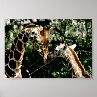 Affiches Giraffes