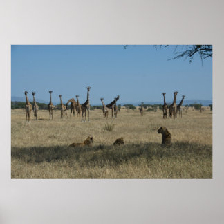 Affiches Giraffes et Lions