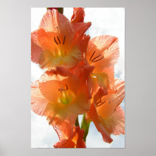 Affiches Gladiolas