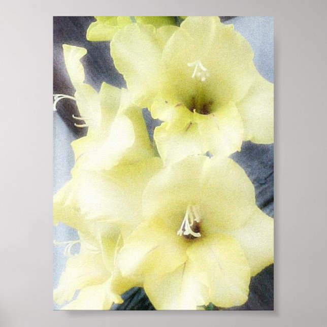 Affiches Gladiolas jaunes doux (Devant)