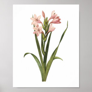 Affiches gladiolus(Gladiolus laccatus) par Redouté