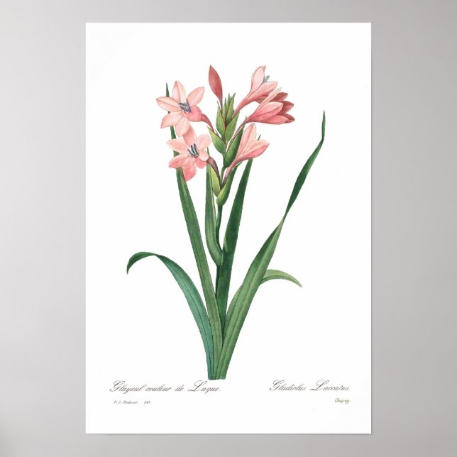 Affiches Gladiolus laccatus (Devant)